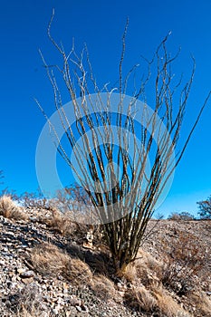 Cactus Ocotillo plant (Fouquieria splendens) in the Chihuahuan Desert photo