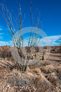 Cactus Ocotillo plant (Fouquieria splendens) in the Chihuahuan Desert photo