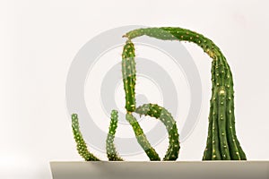 Cactus with an odd shape