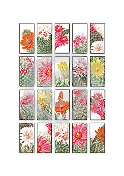 Cactus Old Domino 1x2 Rectangular Images