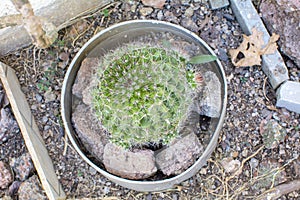 Cactus Old Lady Cactus Mammillaria hahniana for indoor plant or kitchen garden