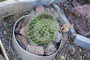 Cactus Old Lady Cactus Mammillaria hahniana for indoor plant or kitchen garden
