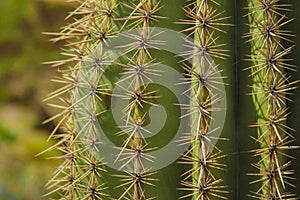 Cactus in the old west, Death Valley