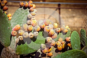 Cactus Opuncia with fruits