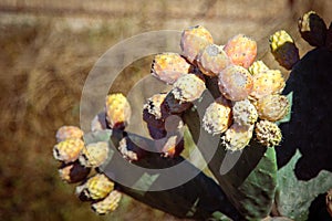 Cactus Opuncia with fruits