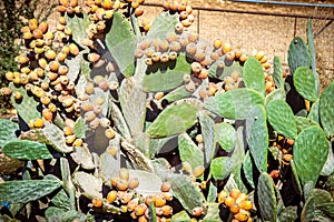 Cactus Opuncia with fruits