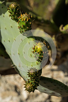 Cactus Opuntia close up