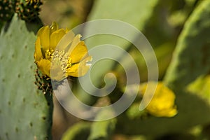 Cactus Opuntia close up