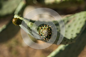 Cactus Opuntia close up