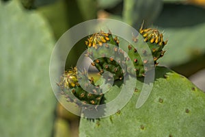 Cactus Opuntia close up