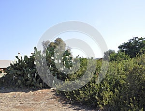 Cactus Opuntia Ficus- indica plant near Malia beach from Crete island