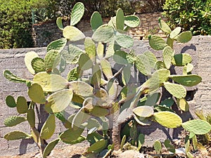 The cactus opuntia (Indian fichi). photo