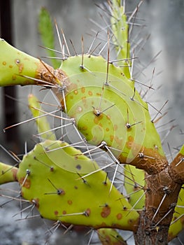 Cactus Opuntia leucotricha Plant, Green plant cactus with spines and dried flowers.Indian cactus plant