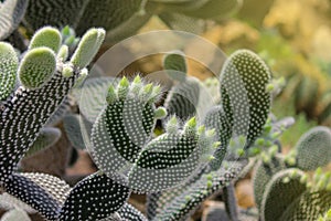 Cactus Opuntia leucotricha Plant with Spines Close Up