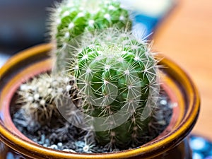 Cactus Opuntia leucotricha Plant with Spines Close Up