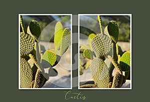 Cactus Opuntia leucotricha Plant with Spines Close Up.