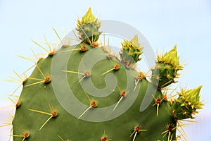 Cactus Opuntia leucotricha Plant with Spines Close Up. Green plant with spines and dried flowers.Indian fig opuntia, barbary fig,