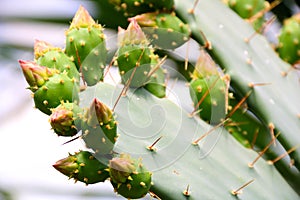 Cactus Opuntia leucotricha Plant with Spines Close Up. Green plant with spines and dried flowers.Indian fig opuntia, barbary fig,