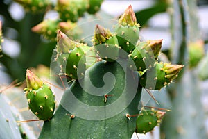 Cactus Opuntia leucotricha Plant with Spines Close Up. Green plant with spines and dried flowers.Indian fig opuntia, barbary fig,