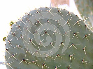 Cactus Opuntia leucotricha Plant with Spines Close Up. Green plant with spines and dried flowers.Indian fig opuntia, barbary fig,