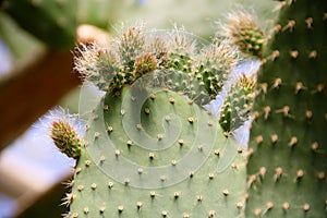 Cactus Opuntia leucotricha Plant with Spines Close Up. Green plant with spines and dried flowers.Indian fig opuntia, barbary fig,