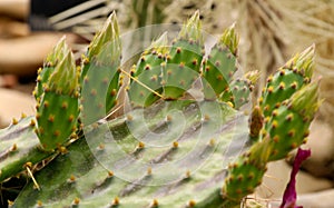 Cactus Opuntia leucotricha Plant with Spines Close Up. Green plant with spines and dried flowers.Indian fig opuntia, barbary fig,