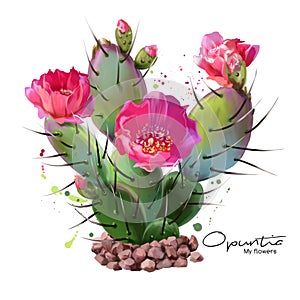 The Cactus Opuntia watercolor painting photo
