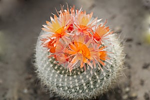 Cactus orange blooms, cactus with blooming orange crown