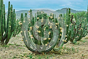 Cactus orchard yielding rich pitayas,