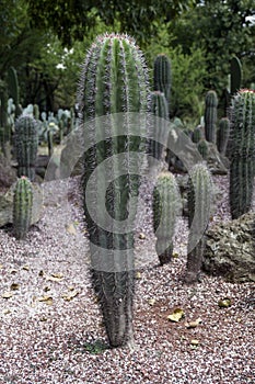 Cactus organ photo