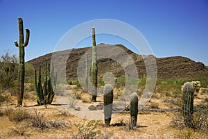 Cactus in Organ Pipe, Arizona, USA