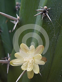 Cactus organillo con flor amarilla photo