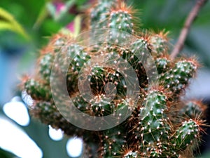 Cactus ornamental plant from the desert