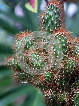 Cactus ornamental plant from the desert