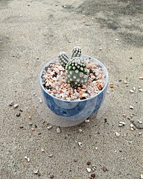 Cactus Oruga in Blow photo