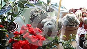 Cactus and other flowers on the windowsill in the flower shop
