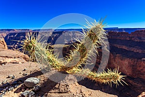 Cactus with out of focus Grand Canyon photo