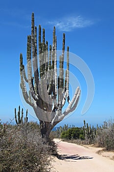 Cactus in the outback, Cabo San Lucas, Baja California Sur, Mexico