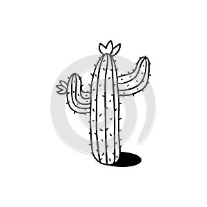 Cactus outline illustration on white background