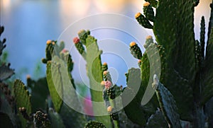 Cactus over the lake