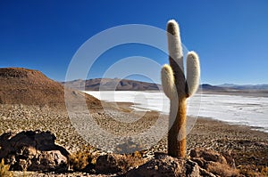 Cactus over a saltpan photo