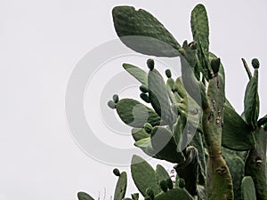 Cactus over white background