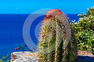 Cactus Overlooking the Sea