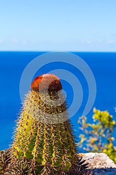 Cactus Overlooking the Sea