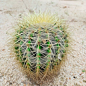 The cactus own root was found in a waterless place