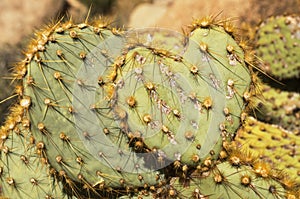 Cactus Pad Heart