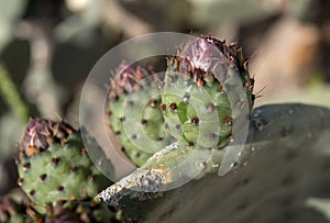 Cactus paddle with blossoms in the Arizona desert during springtime near Tucson