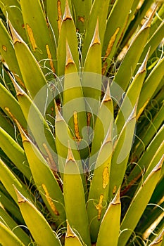 Cactus Palm Leaves