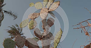 Cactus and palm trees against blue sky background