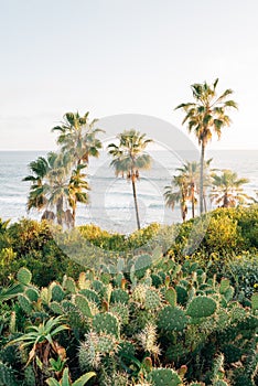 Cactus and palm trees at Heisler Park, in Laguna Beach, Orange County, California